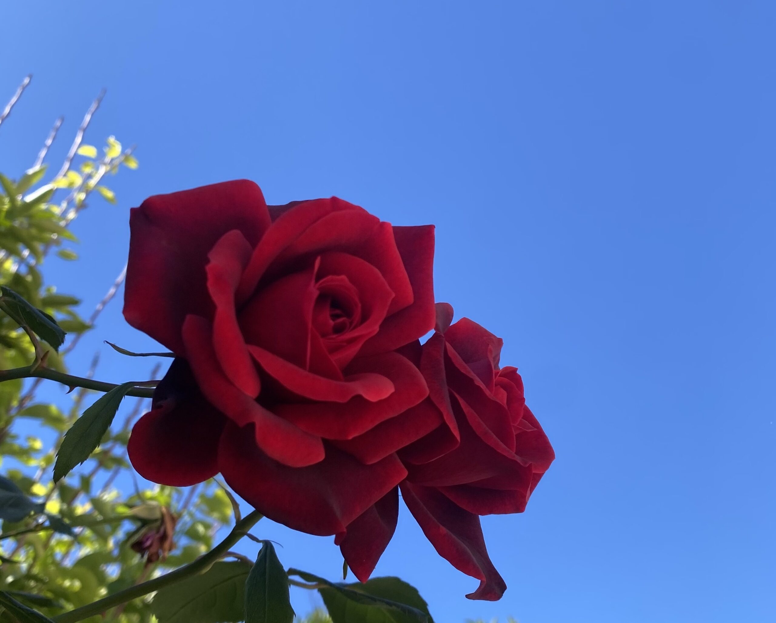 Rosa en la huerta de Murcia.